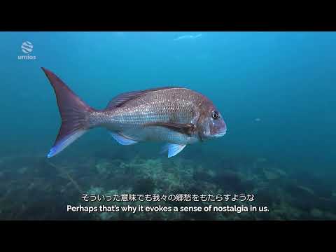 いま、海で何が起きているのか？｜umios Planet ドキュメンタリー 