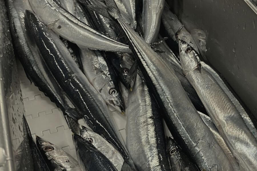 釧路港から買付したさんまを厳選し、すぐに氷で冷却